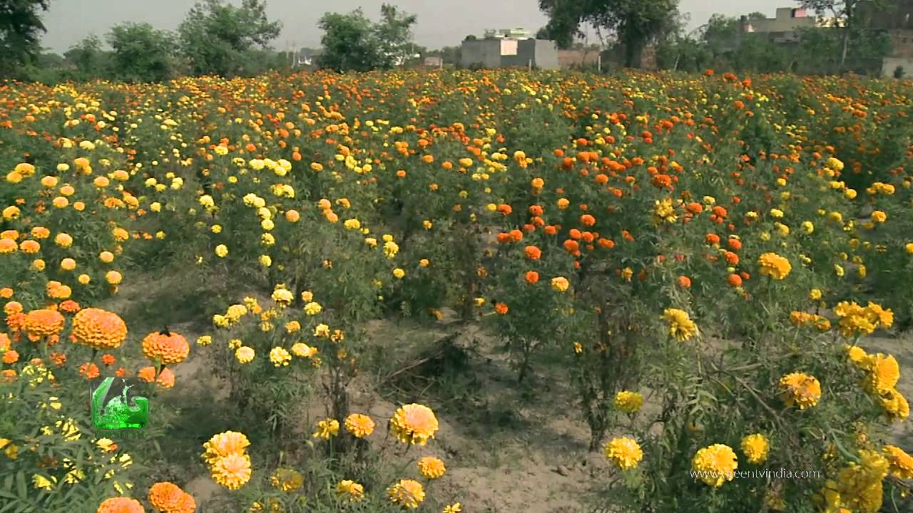 Rose Farming ( गुलाब की खेती) In Baatein Kheti Ki - On Green TV