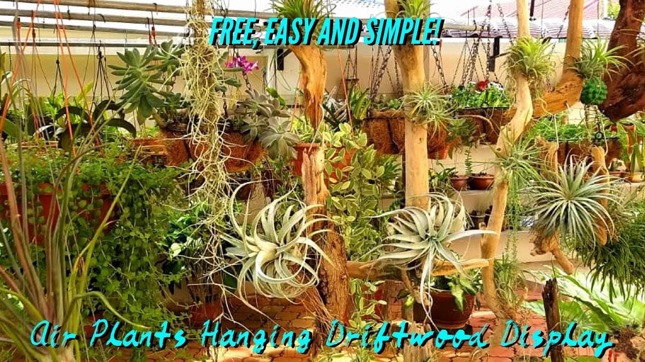 FREE, EASY and SIMPLE! - How to display Air Plants(Tilandsia) on hanging driftwoods