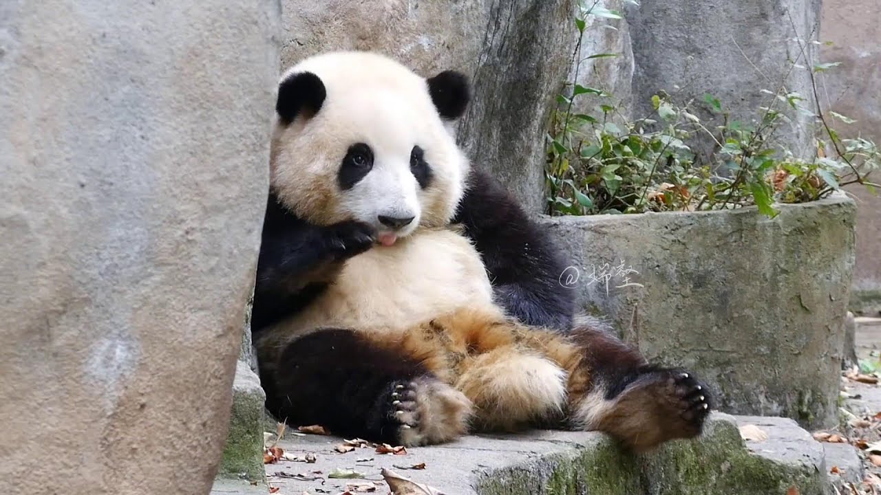 胖嘟嘟的花花坐在门口饶痒痒 太可爱了🥰Chubby HeHua sits at the gate and tickles, so cute!