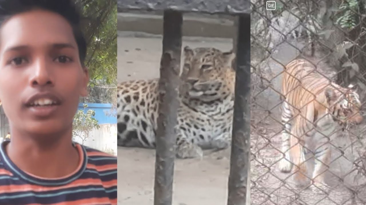 Nagpur ka Maharaj Bagh me tiger pass se dhekh ne mila😍😍🥰