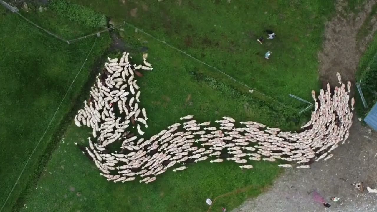 TRANSHUMANCE DE L'ESCALETTE & BOUTX PYRÉNNÉS #transhumance #Boutx