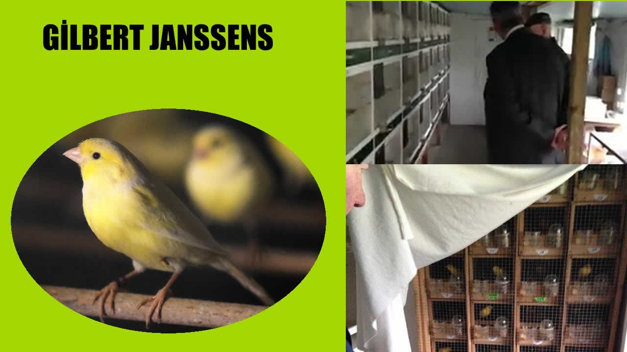 Gilbert Janssens Kümesi