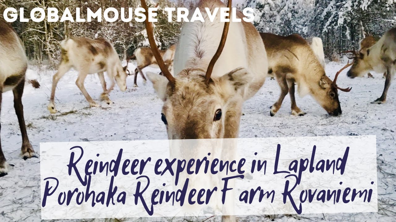 A day at Porohaka Reindeer Farm Rovaniemi Lapland Finland
