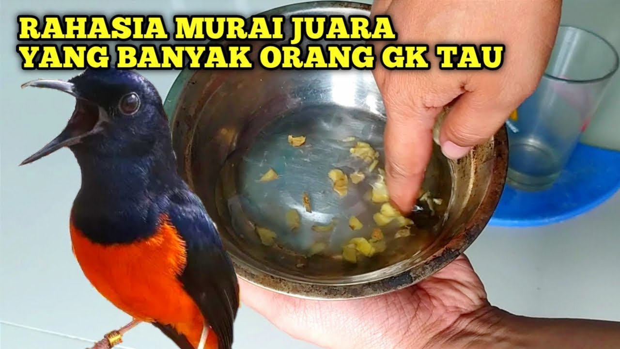 Jamu Racikan Untuk Murai Batu Supaya Gacor dan Memiliki Stamina dahsyat