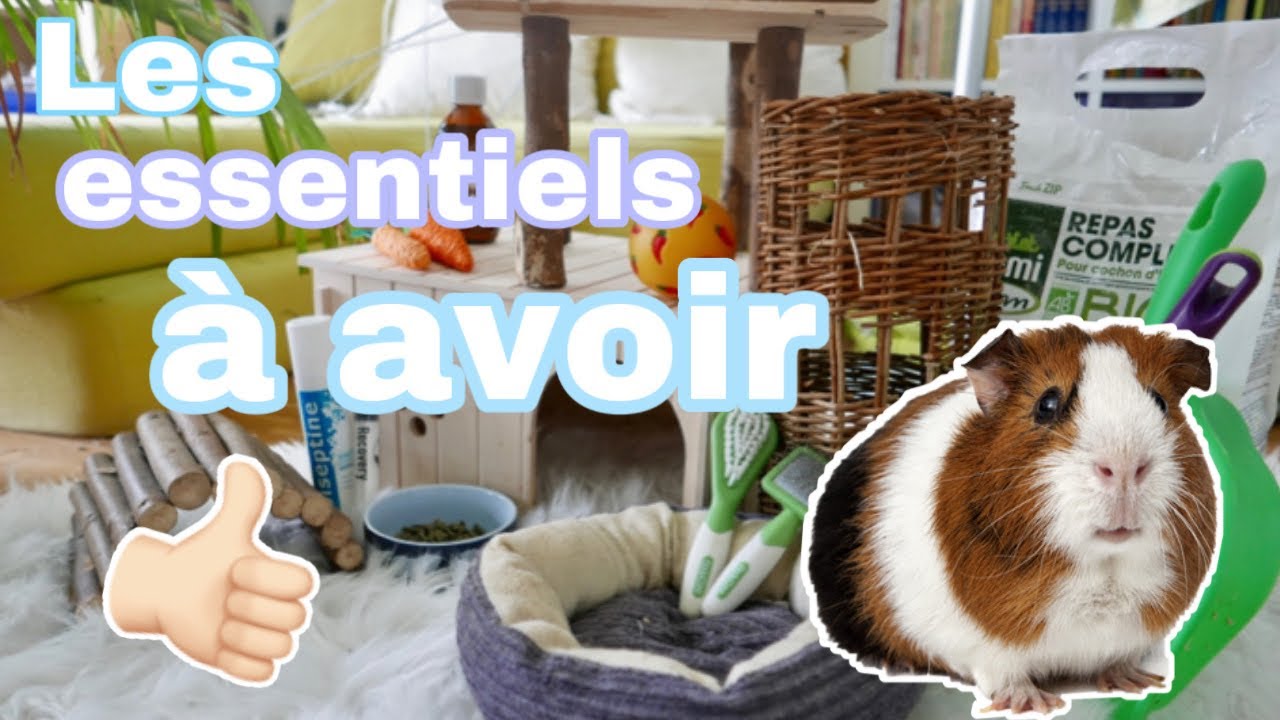 [Conseils] Ce qu’il faut avoir avant l’adoption de cochons d’Inde {+ bonus}