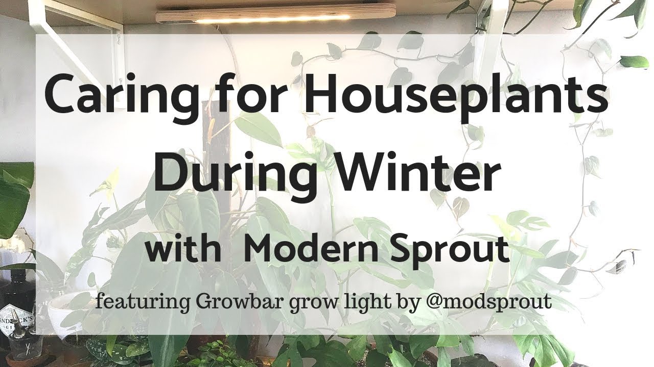Caring for Houseplants During Winter w/ Modern Sprout