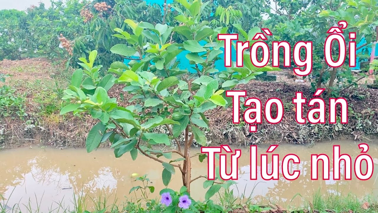 #53 Trồng Ổi bao nhiêu tháng để trái là hiệu quả nhất | Thanh Bình Farm