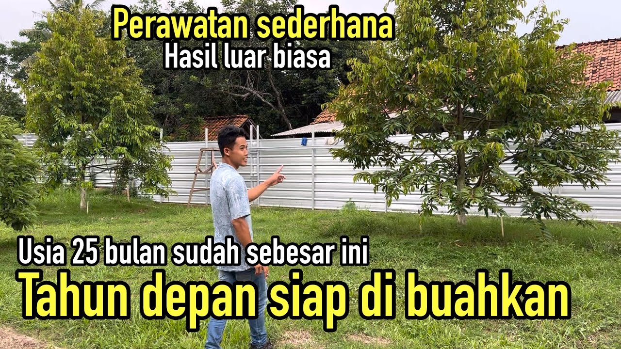 Kebun durian usia 25 bulan tumbuh sangat subur