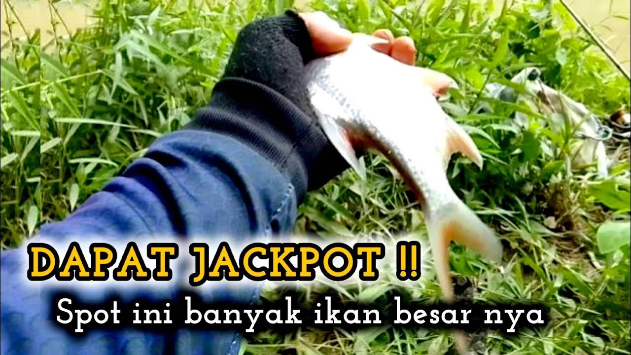 HOKI !! MANCING DI SPOT INI BANYAK IKAN TAWES SIRIP MERAH 