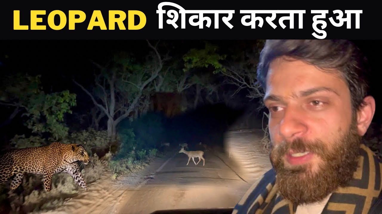 Leopard शिकार करता हुआ मिल गया 🐆 | Leopard Hunting | Leopard Attack | Jim Corbett National Park |