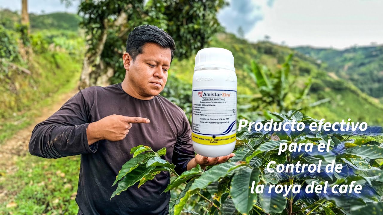 Con este producto vas a controlar la roya en el cultivo de café 