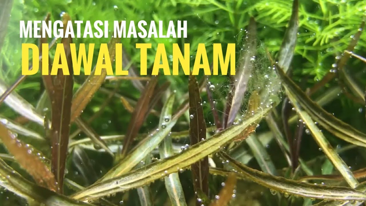 LAKUKAN INI‼️Mengatasi Masalah Aquascape diawal Tanam