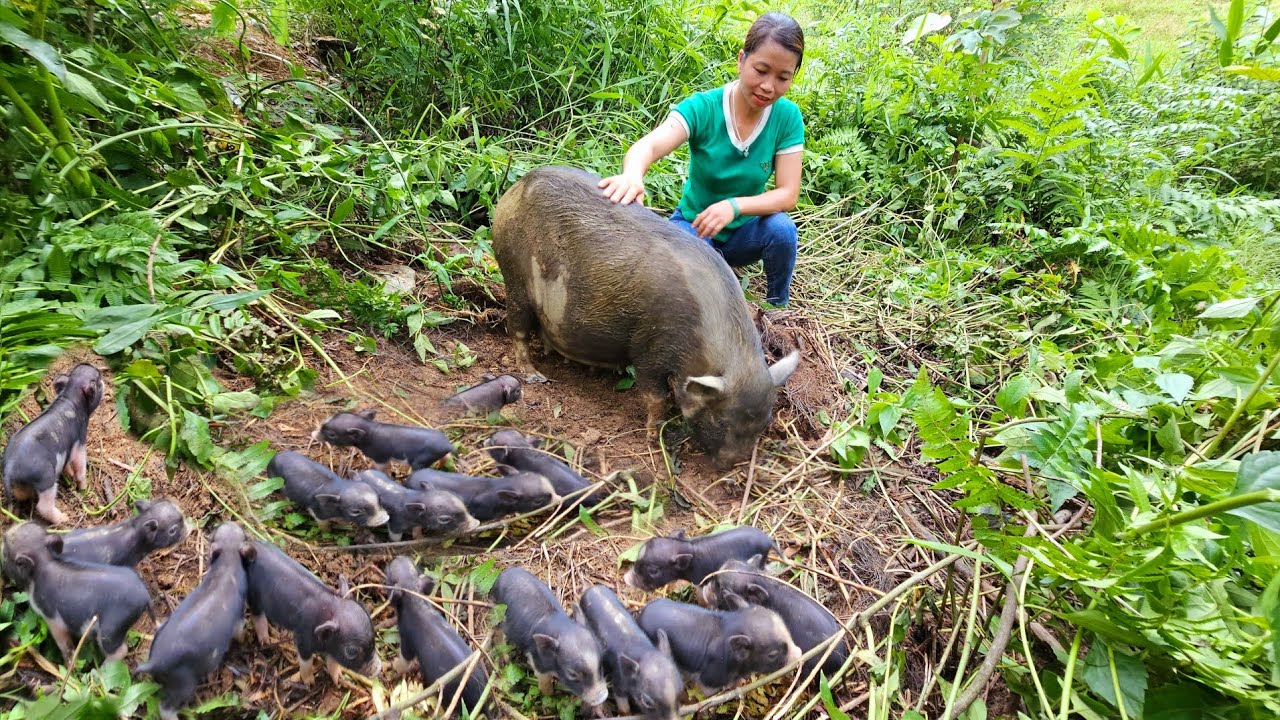 Newborn mother pigs, How to cook bran and take care of newborn mother pigs