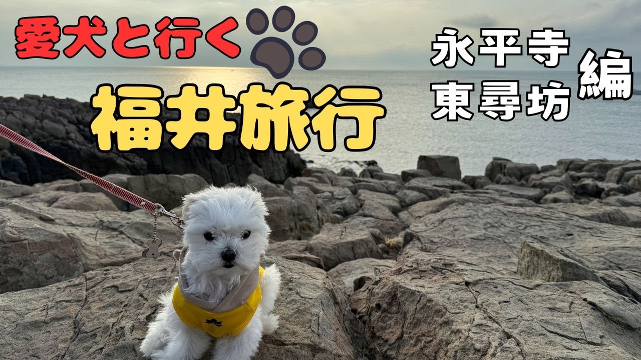 【お出かけ】愛犬と行く永平寺と東尋坊！サービスエリアには恐竜もいたよ！【福井旅行1】#犬 #ペット #かわいい