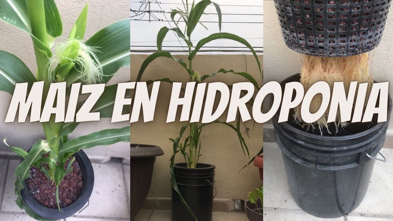 Maíz en hidroponia