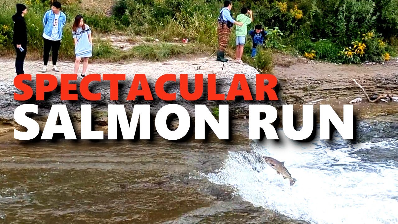 Salmon Run Fishing - Port Hope Ontario Sept 2022