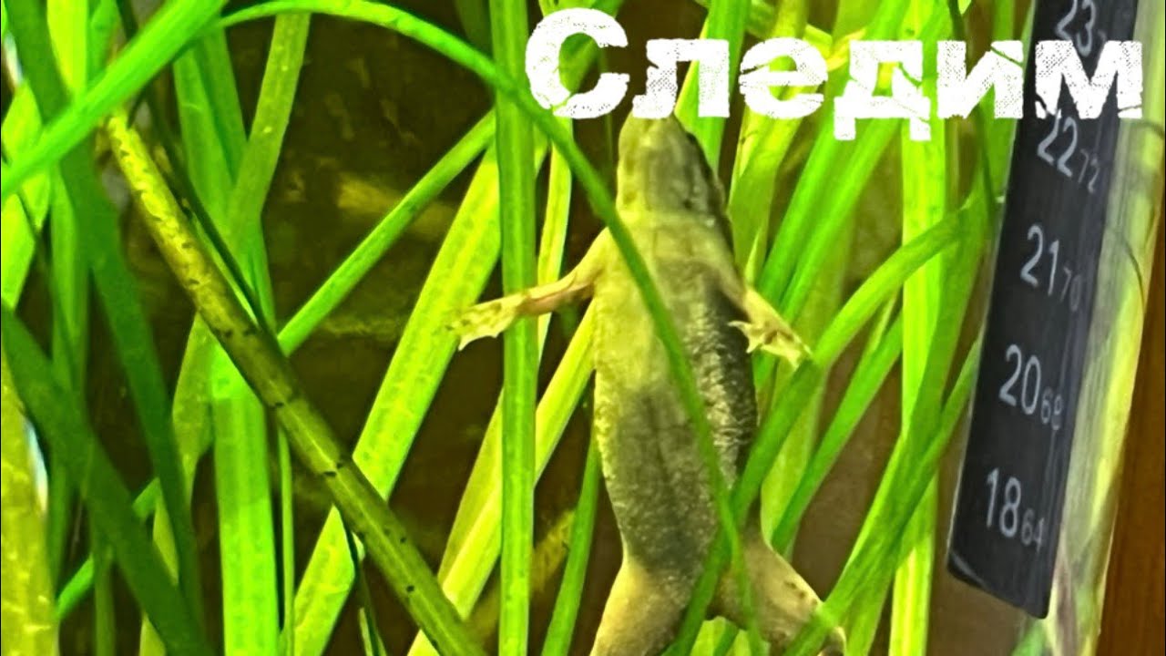 #аквариум #рыба 