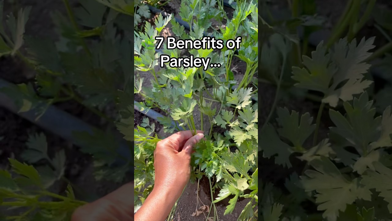 Health benefits of parsley you should know 🌿 #parsley #immunity #wellness ss