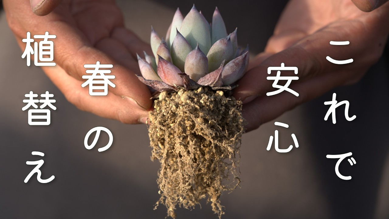 #191【春を制する者は夏を制す】今から元気に育てれば夏も安心！