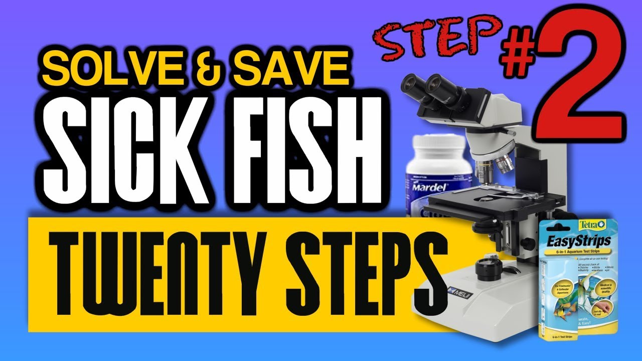 Step Two Koivet Twenty Step Sick Fish Diagnostic