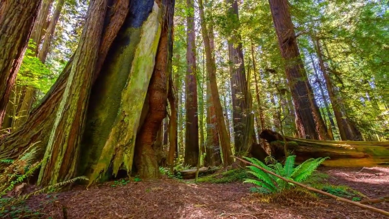 The Calm Forest