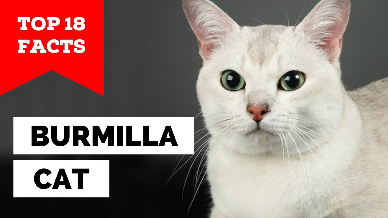 99% of Burmilla Owners Don't Know This