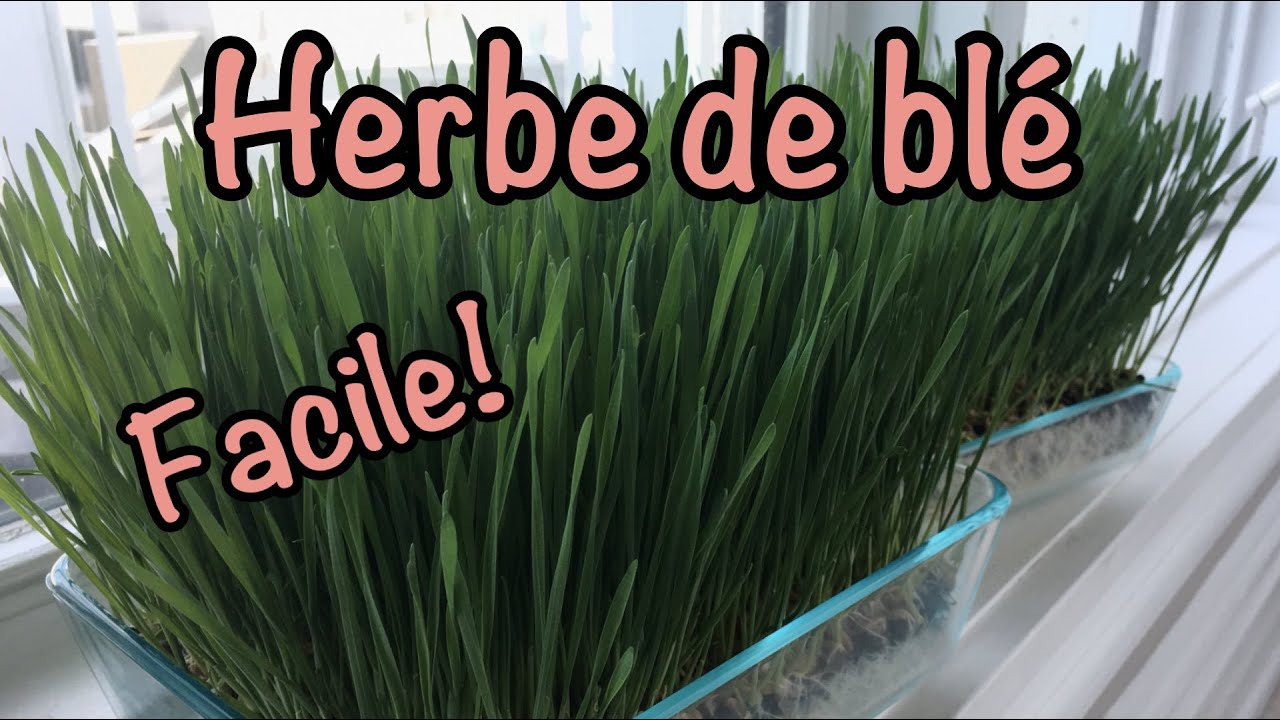 Comment cultiver l'herbe de blé à la maison - Facile - Cochon d'inde