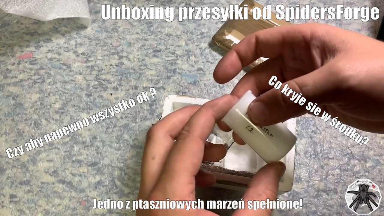 #40 Unboxing + przekładanie ptaszników od SpidersForge, czy wszystko żywe?? - ArthropodaPL