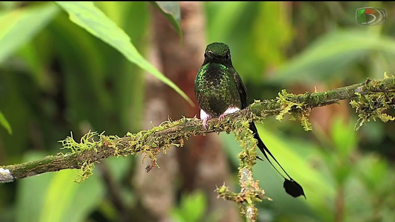 08-Booted Racket-tail