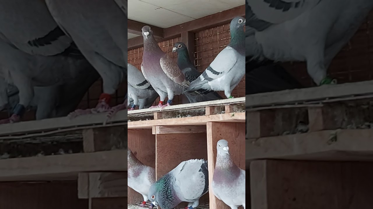سلام عليكم اليوم نعرض اليكم مقطع نادر حمام السباق