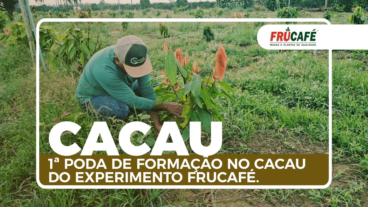 1ª Poda de Formação no Cacau do Experimento Frucafé, com Pereira.