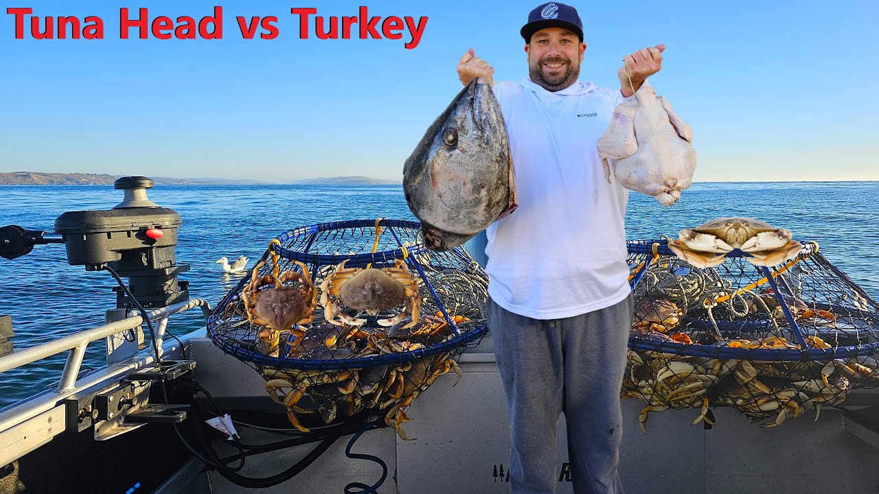 Which Catches More Dungeness Crab? Tuna Head vs Turkey