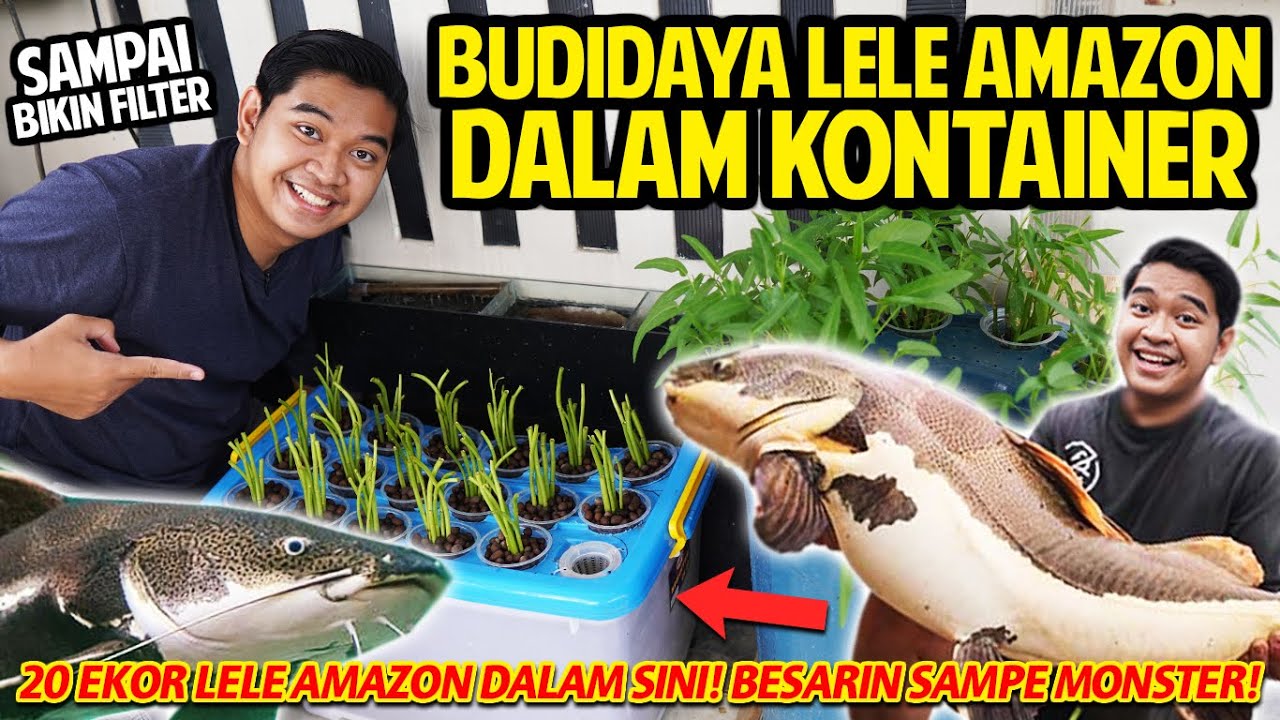 BUDIDAYA MONSTER LELE AMAZON DALAM KONTAINER! 20 EKOR DALAM SINI! SEKALI PANEN PASTI BANYAK BANGET!
