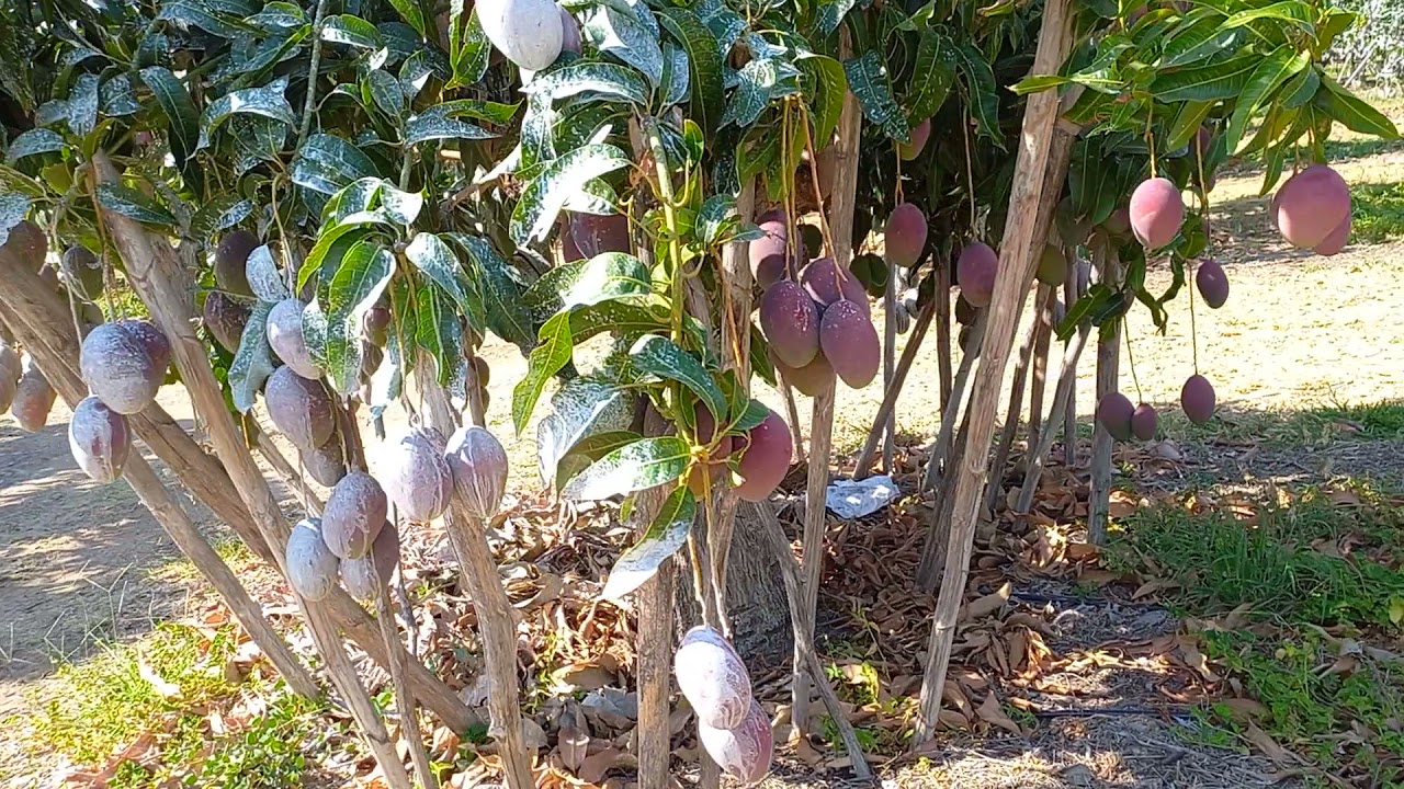 espaçamento