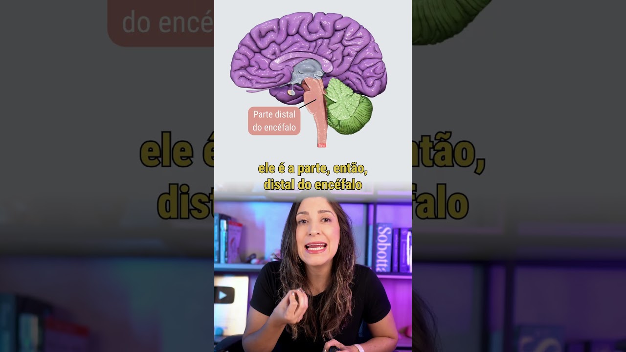 O TRONCO ENCEF&Aacute;LICO: sistema nervoso 🌳🧠