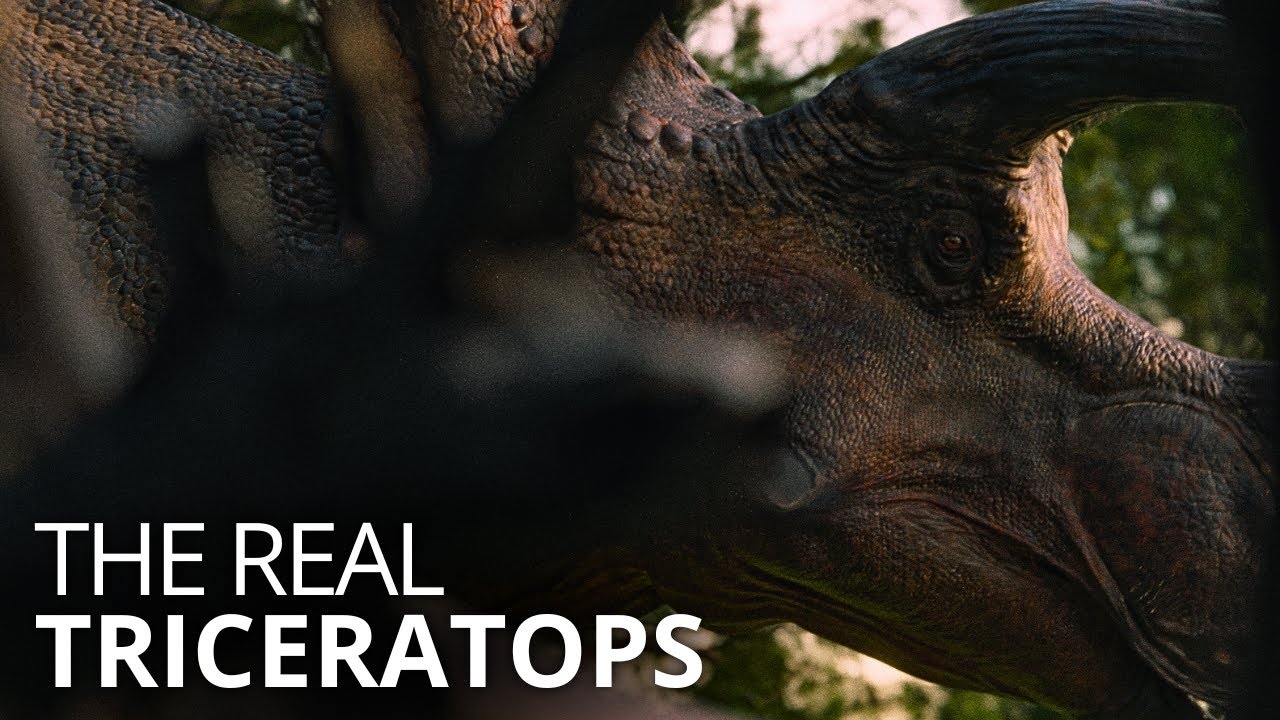 The life of Triceratops