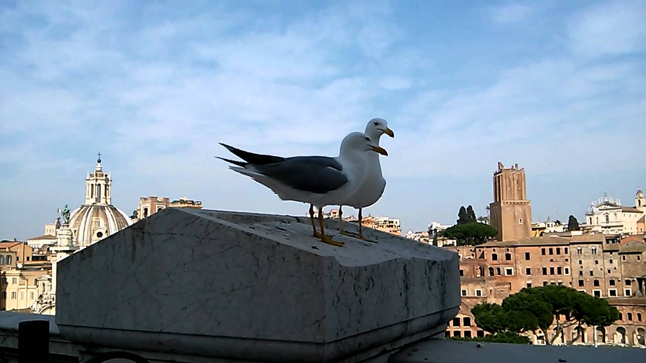 Gabbiani a Roma