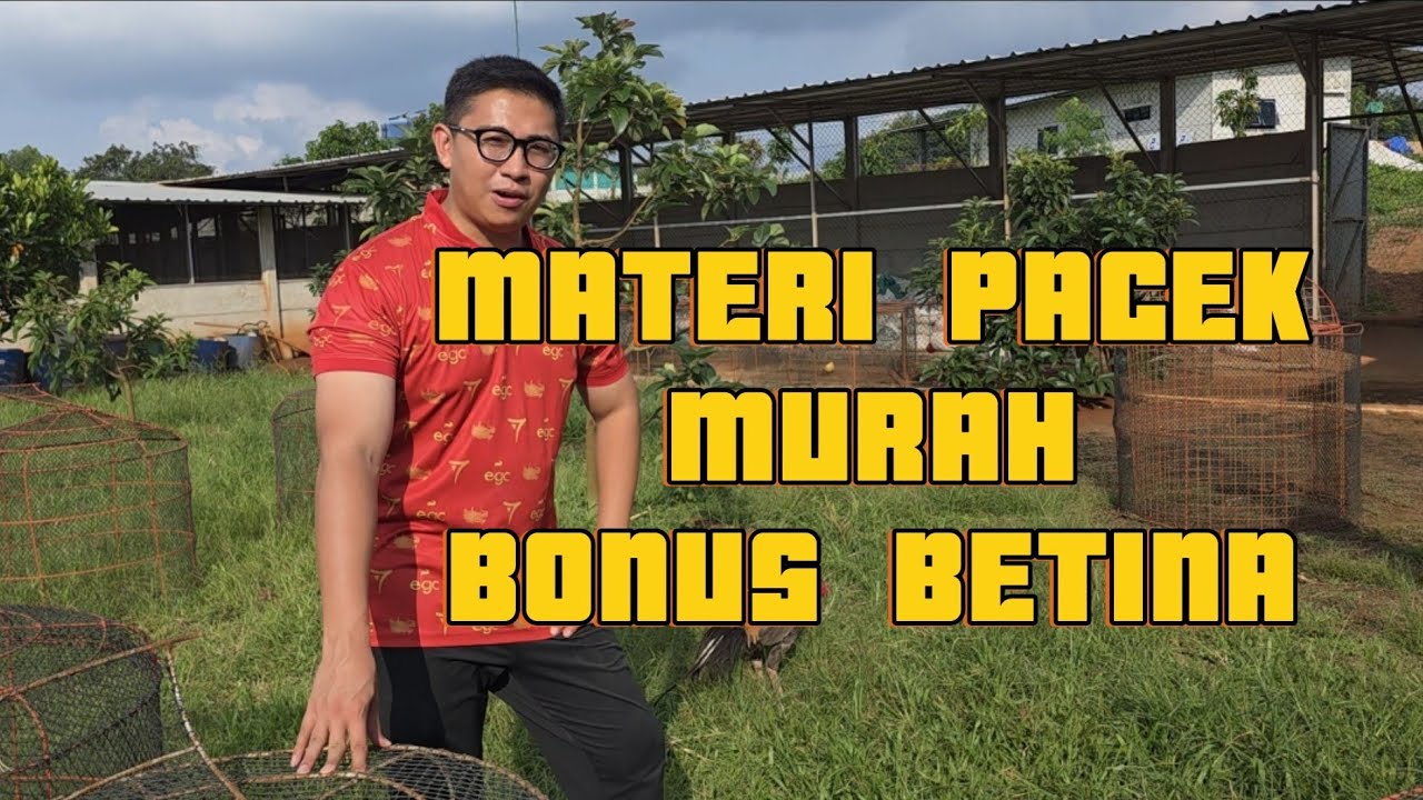 MATERI TERNAK IMPORT LAMA SIAP DI LEPAS