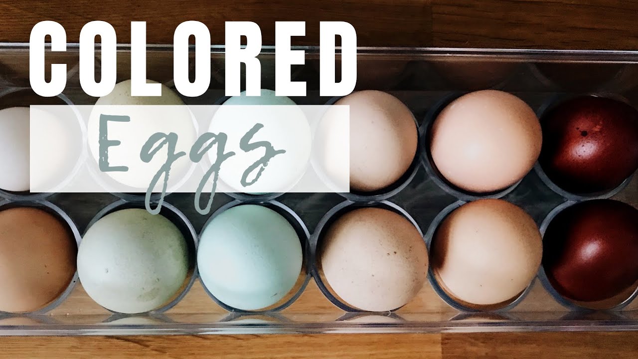 Chicken Breeds That Lay Colored Eggs | A Look Inside our Egg Basket
