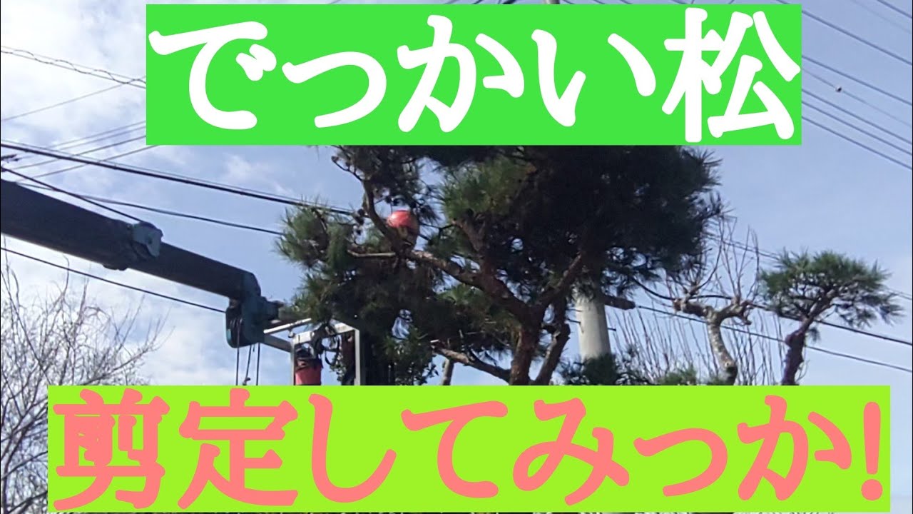 でっかい松の剪定