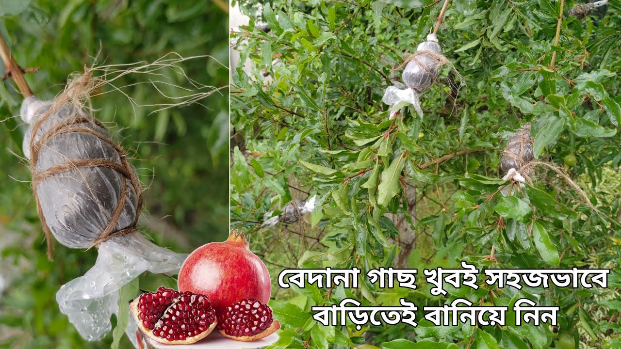How To Propagate Badana Plant At Home || Pomegranate Fruit Plant Propagation  || Dalim Plant ||