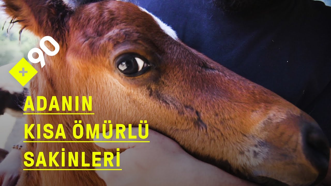 Büyükada'nın çilekeş fayton atları