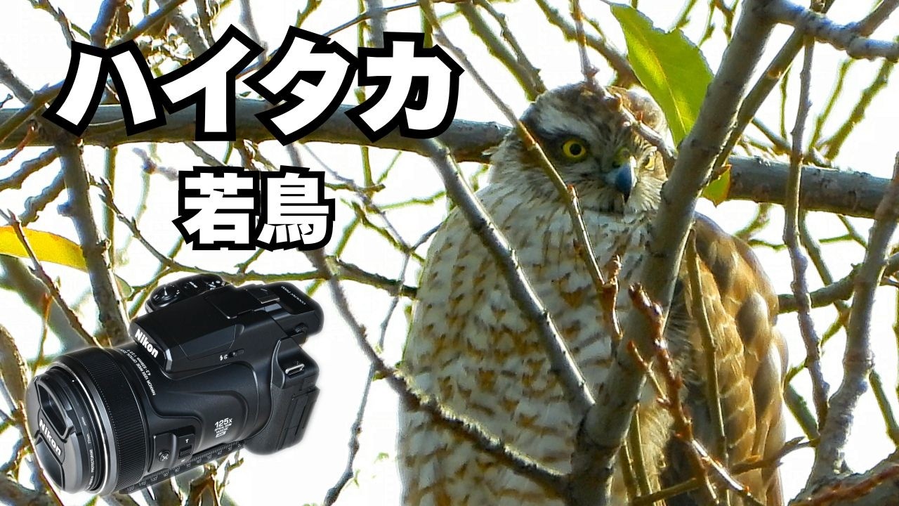 ハイタカ若鳥