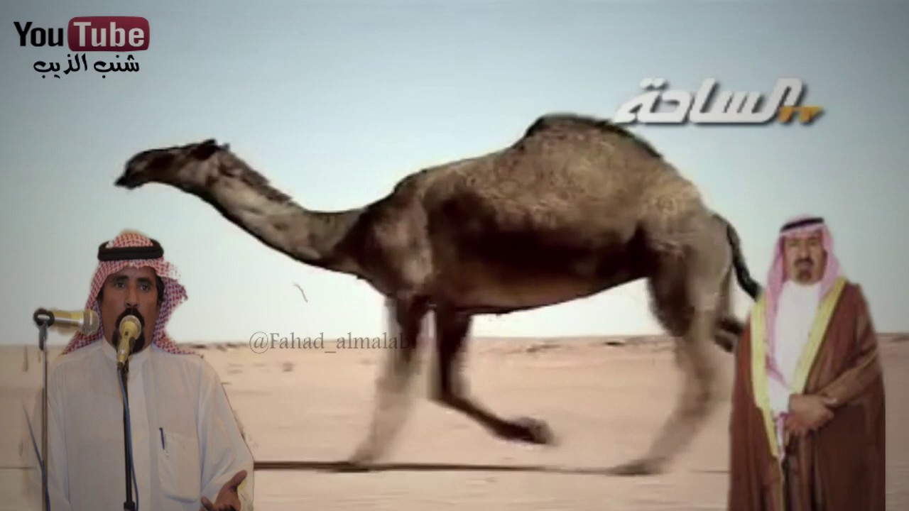 صفر مطير | المالك الشيخ ندا ابن عشوان | كلمات سعد سلطان الرخيمي | ادا غزاي بن سحاب