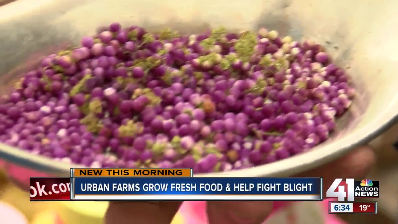 Man brings urban farm to KC neighborhood