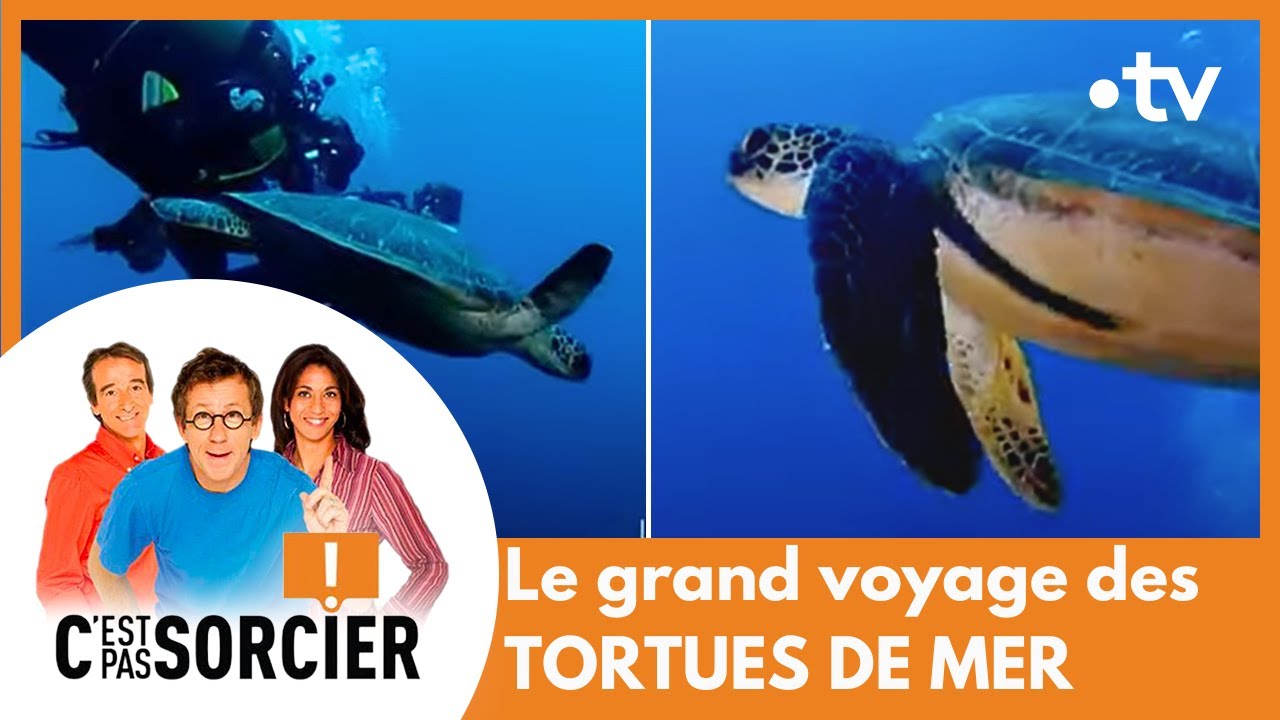 Le grand voyage des tortues de mer - C'est pas sorcier [Int&eacute;grale]