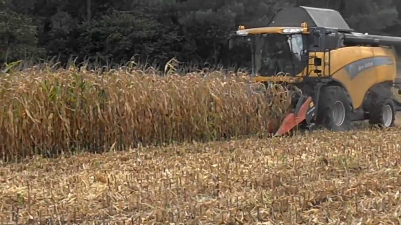 New Holland CX 8060 à la moisson maïs 2013 dans le Morbihan, entreprise Guillaume
