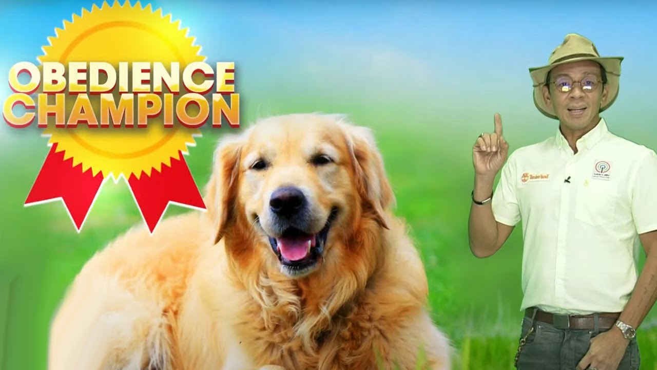 Golden Retrievers, breed ng aso na nanalo ng Obedience Champion | TV Patrol