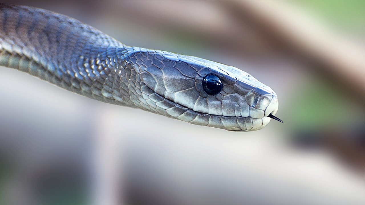 Black Mamba 01, Deadly Venomous Snakes