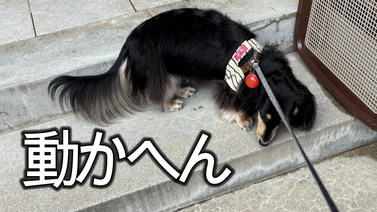 人間が思ってるダックスフンドとワイとのズレ